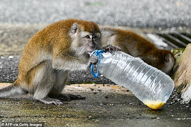 Tiny South Carolina town residents lock down homes after 40 monkeys escape from a bioresearch lab