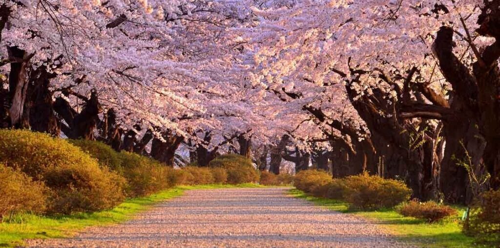 Touring cherry blossoms with the Tohoku Shinkansen