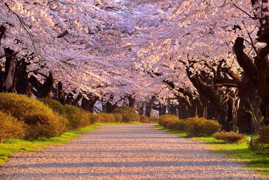 Touring cherry blossoms with the Tohoku Shinkansen