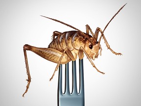 Trudeau’s $9 million bet on edible crickets runs into trouble