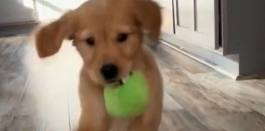 Un cachorro de Golden Retriever al que le falta una patita sorprende a todos por su capacidad de superación