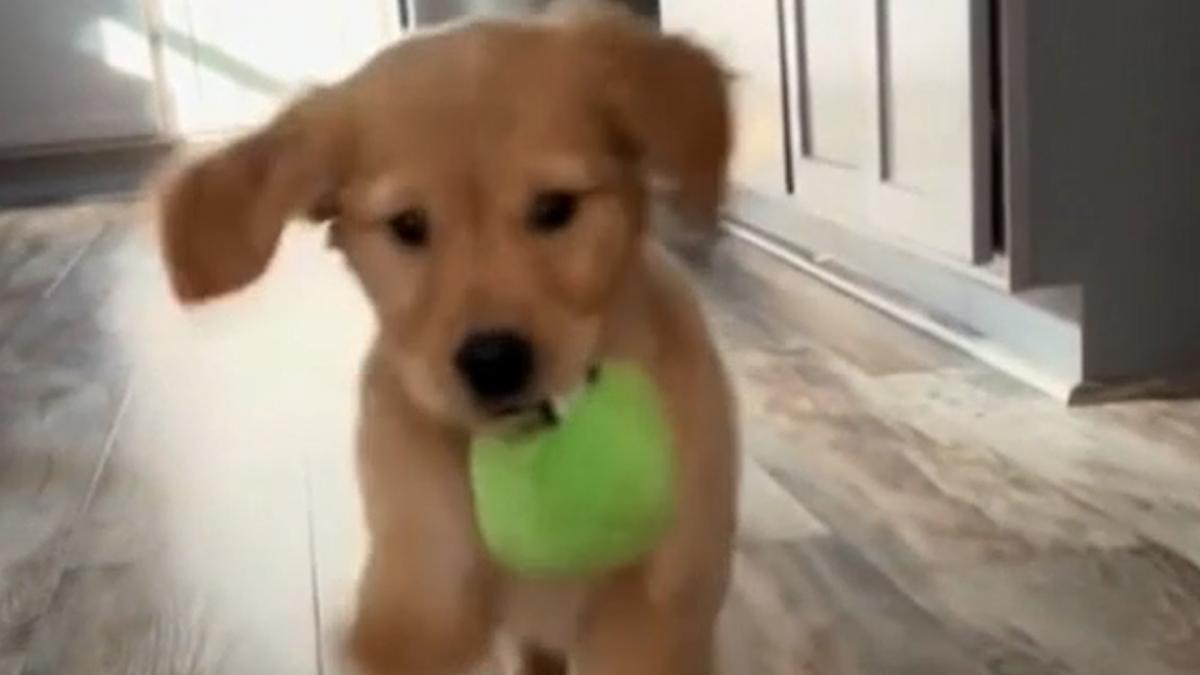 Un cachorro de Golden Retriever al que le falta una patita sorprende a todos por su capacidad de superación