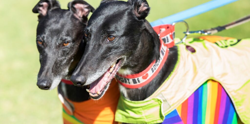 Greyhounds (Image: AAP/Ellen Smith)