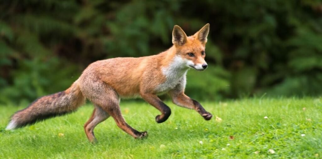 Warning issued to anyone with foxes in their gardens - how to keep them out