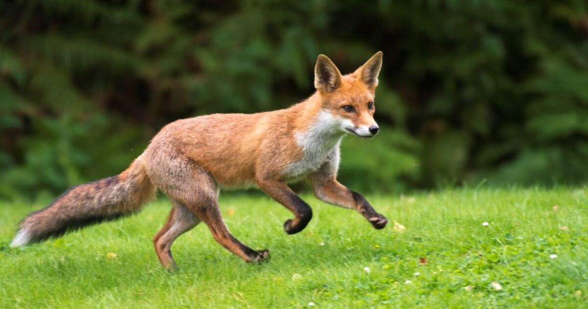 Warning issued to anyone with foxes in their gardens – how to keep them out