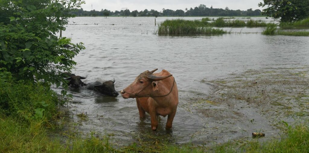 Washed away: Farmland flooding provokes rice shortage fears