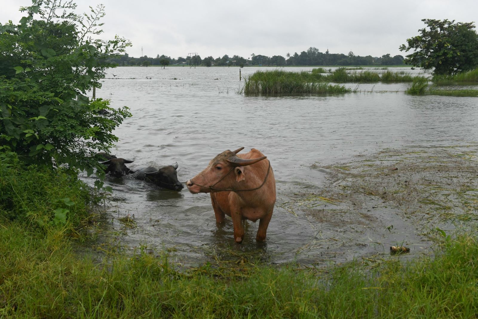 Washed away: Farmland flooding provokes rice shortage fears