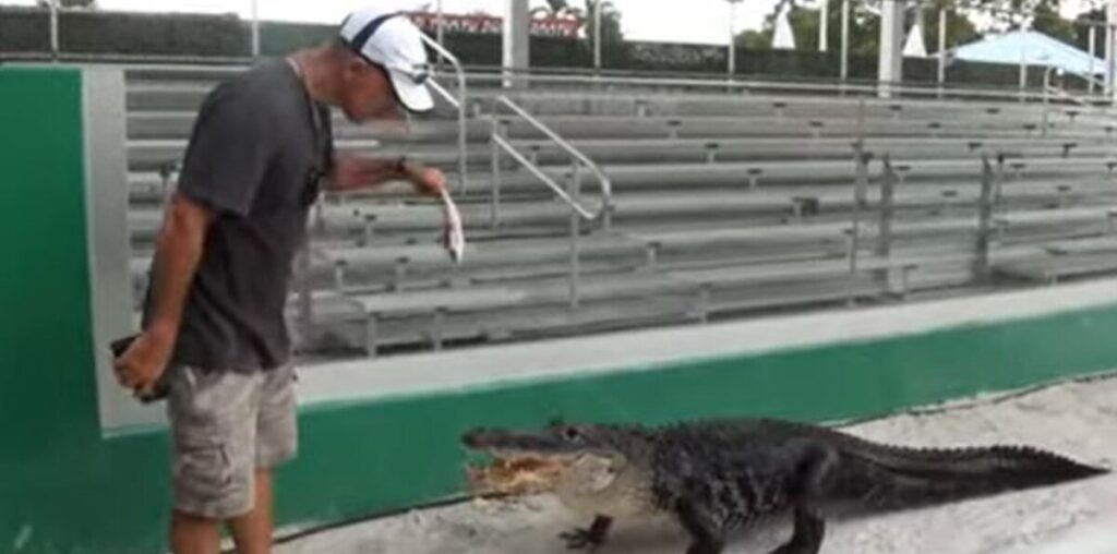 Watch: This Alligator Named Darth Gator Only Emerges To His Iconic 'Theme Song'