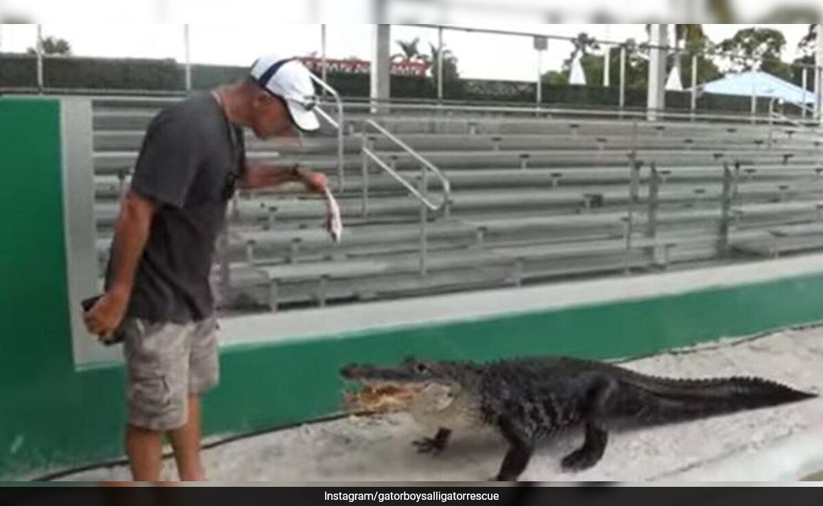 Watch: This Alligator Named Darth Gator Only Emerges To His Iconic ‘Theme Song’