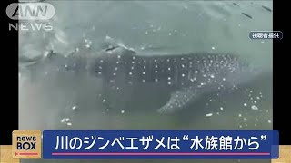 Whale Shark Released by Aquarium Found in Local River