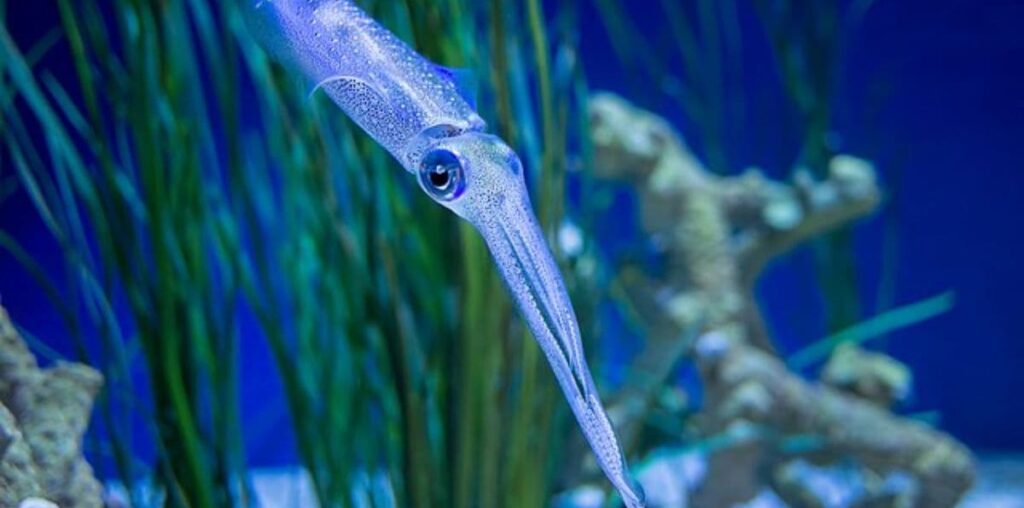 What are the squid-inspired pills that can replace injections?