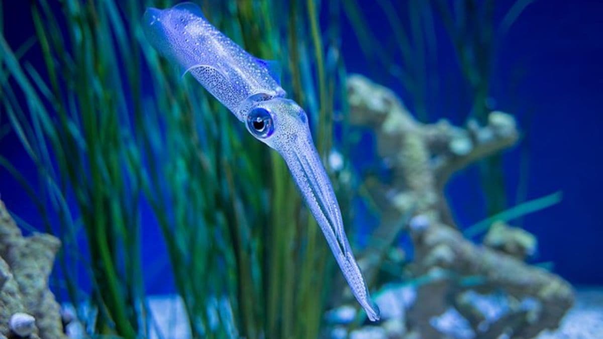 What are the squid-inspired pills that can replace injections?