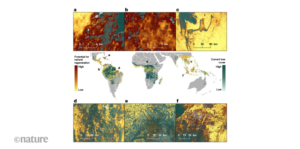 Where in the world is there potential for tropical-forest regeneration?