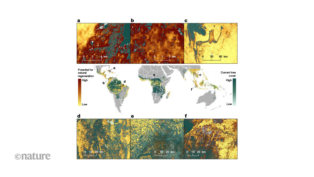 Where in the world is there potential for tropical-forest regeneration?