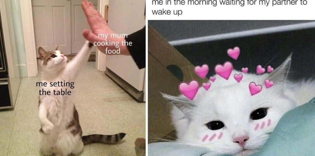 Wholesome Cat Memes To Help Melt Your Stress Levels Right Away