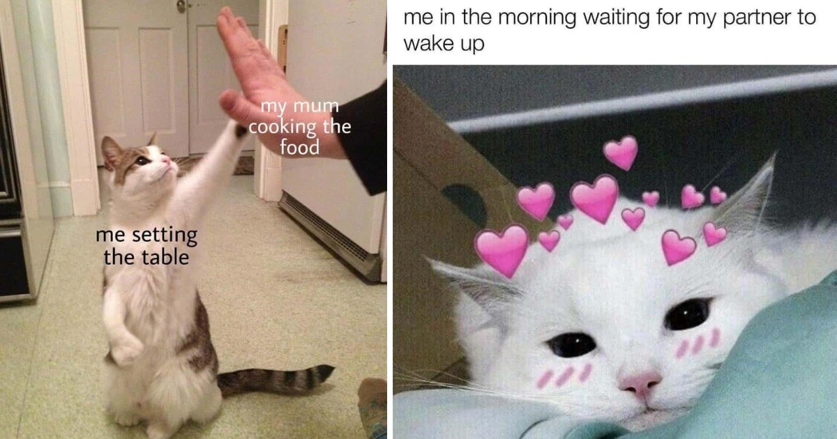 Wholesome Cat Memes To Help Melt Your Stress Levels Right Away