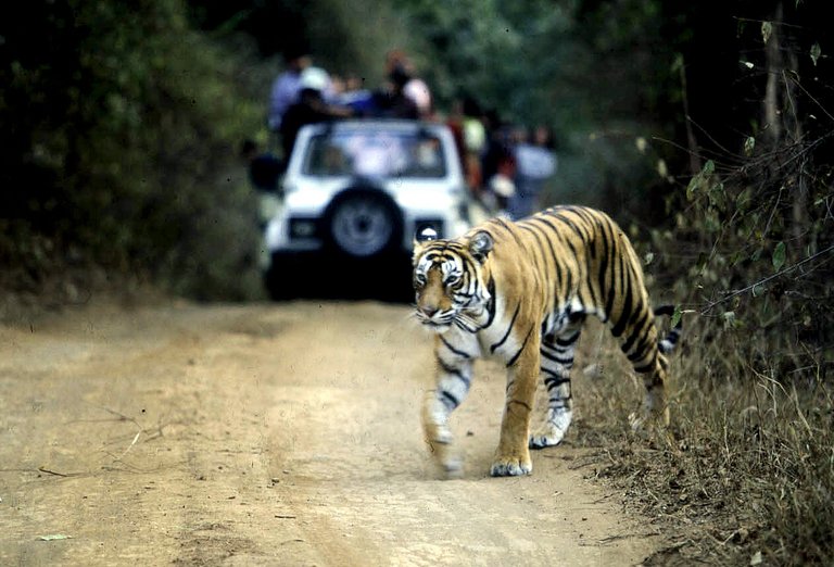 Wildlife monitoring tech used to harass, spy on women in India