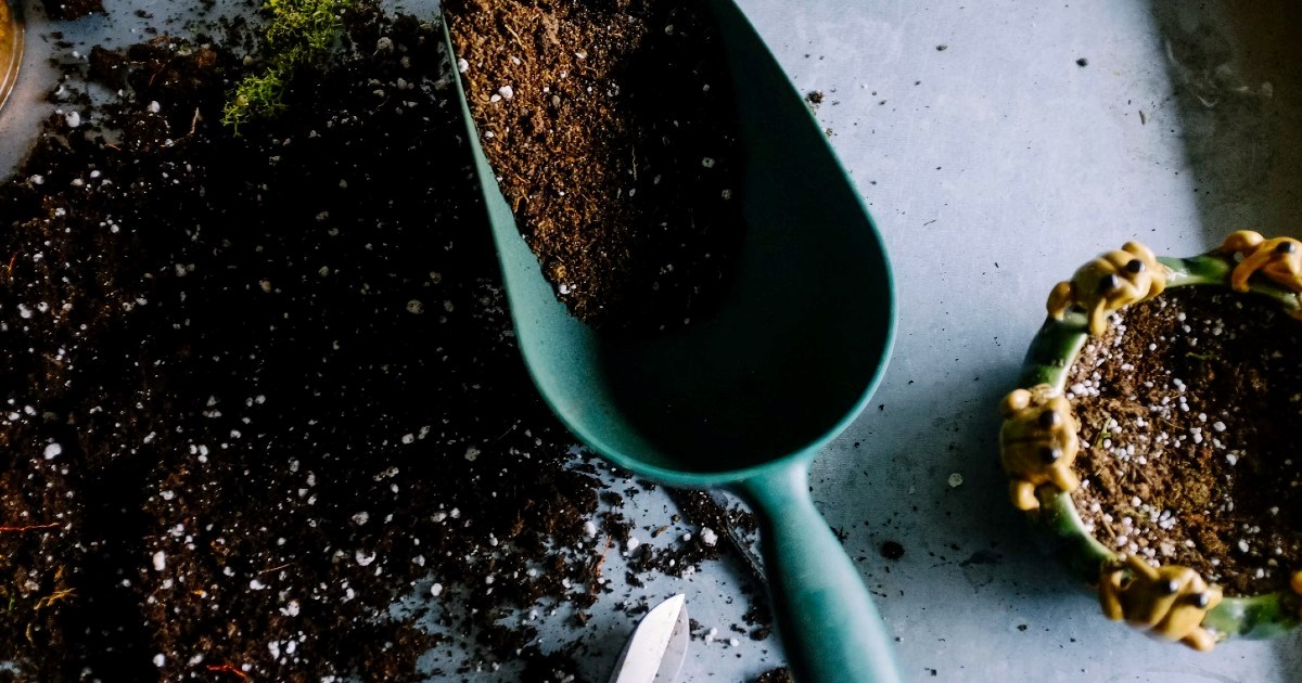 ‘Wrecked my landlady’s flower garden’: Duplex resident discovers landlady stole from her garden, she enacts petty revenge