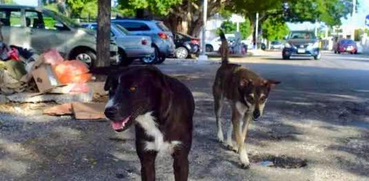 Yucatán sets an example in the fight against Animal Cruelty – The Yucatan Times