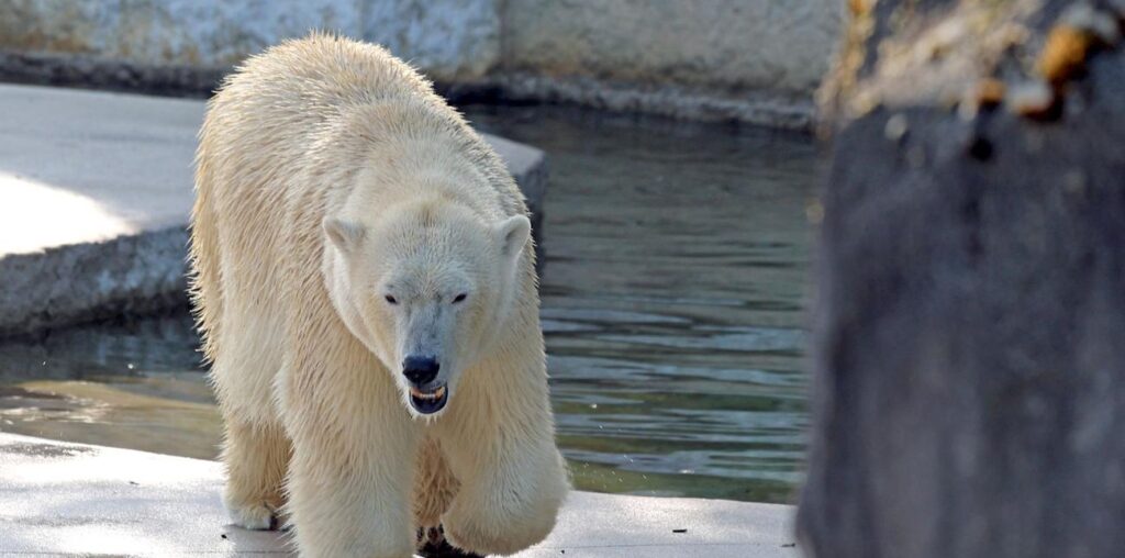 Zoo Karlsruhe: Mindestens ein Eisbärenbaby lebt - Vorsichtiger Optimismus