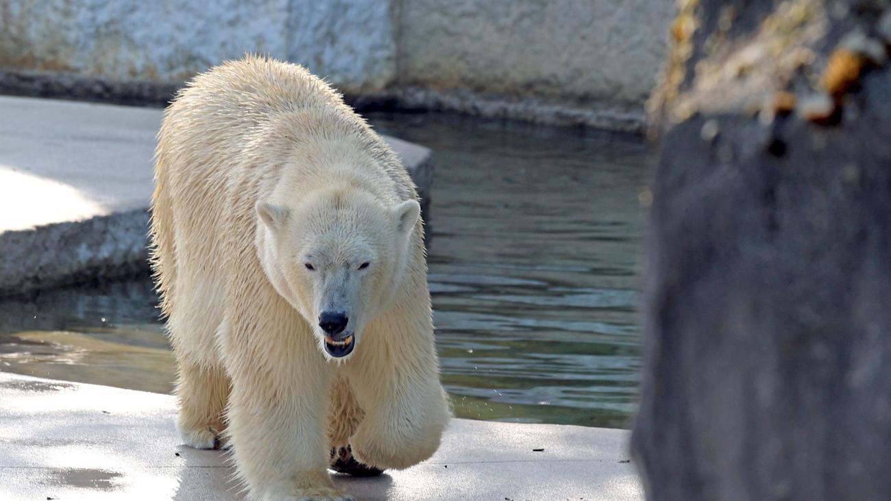 Zoo Karlsruhe: Mindestens ein Eisbärenbaby lebt – Vorsichtiger Optimismus