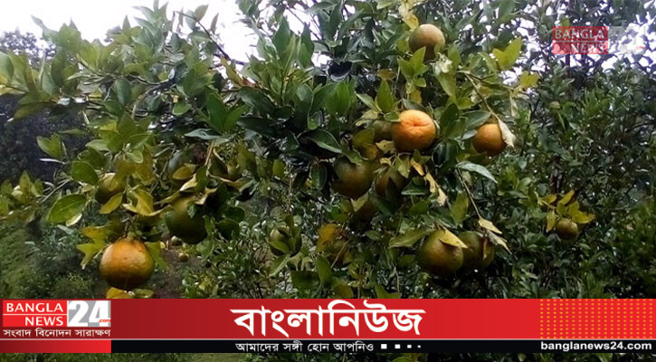 জুড়ীতে কমলা চাষে সাড়ে তিনশ চাষির আর্থিক সাফল্য