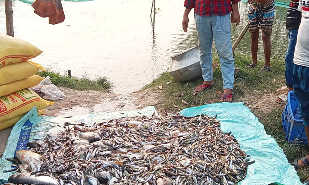 রাতের আঁধারে বিষ প্রয়োগ, আর্থিক ক্ষতি ও স্বপ্নের অপমৃত্যু মাছচাষীর