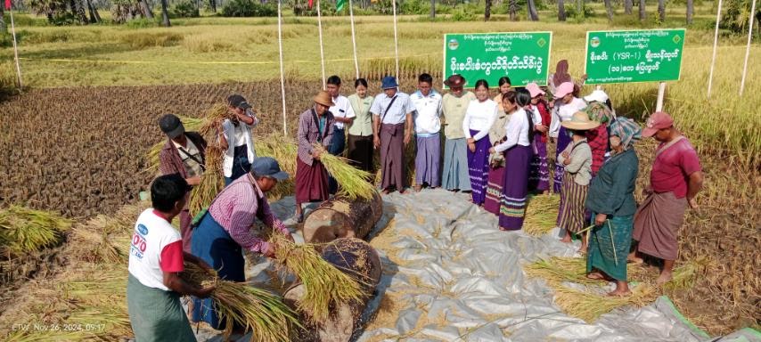 နတ်မောက်မြို့နယ်၌ မိုးစပါး YSR-1 မျိုးစေ့ထုတ်စံပြကွက် ရိတ်သိမ်းပွဲကျင်းပ