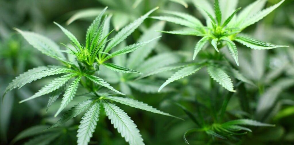 ‘80 ganja plants seized’: Greater Noida man arrested for growing cannabis on 10th floor flat, selling on dark web | Today News