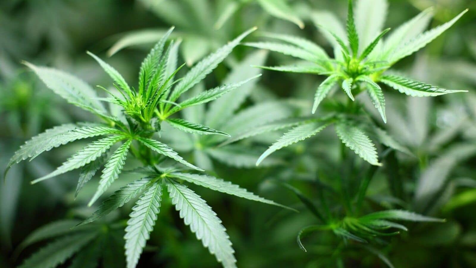 ‘80 ganja plants seized’: Greater Noida man arrested for growing cannabis on 10th floor flat, selling on dark web | Today News