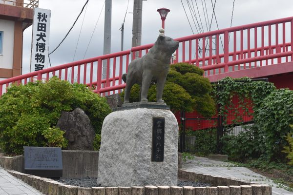 ‘Homesick Hachiko’