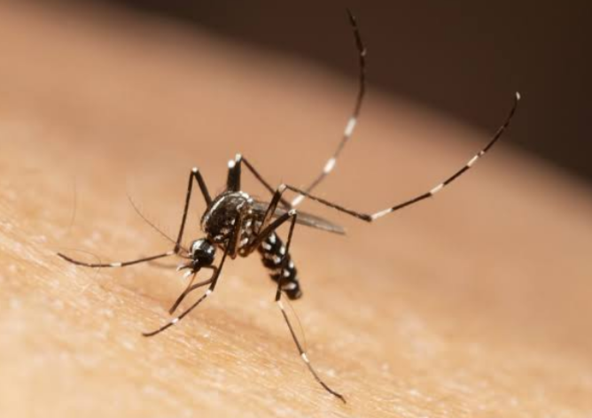 ‘One In Five Malaria Deaths Globally Occurs In Nigeria’