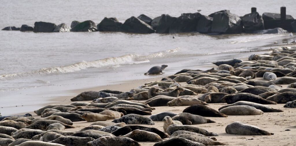 ‘Seal finger’ warning over infection if bitten by sea mammal