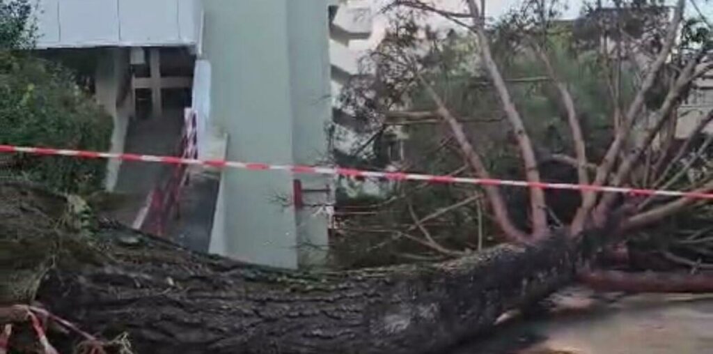 Albero caduto all'università di Fisciano, tre studenti feriti: «Uno era svenuto a terra, l'altro non ricordava il proprio nome»